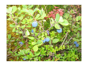 Alaskan Blueberries...be careful to watch for the Bears!! 