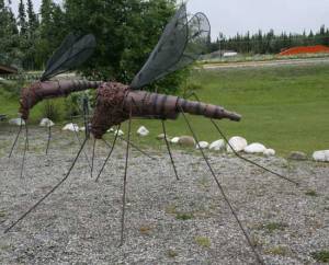 Alaskan mosquitoes