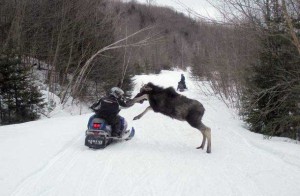 moose charge